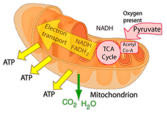 healthy-mitochondria