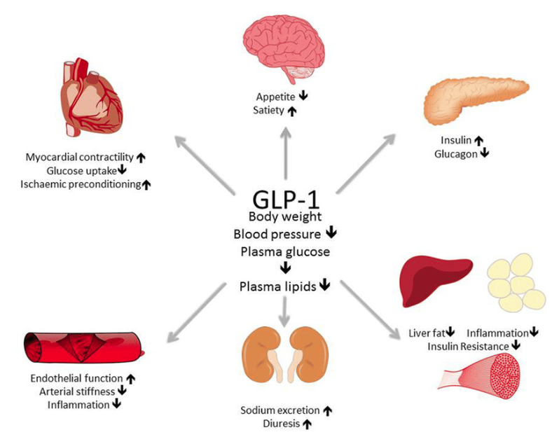 glp-1 for longevity and anti-aging